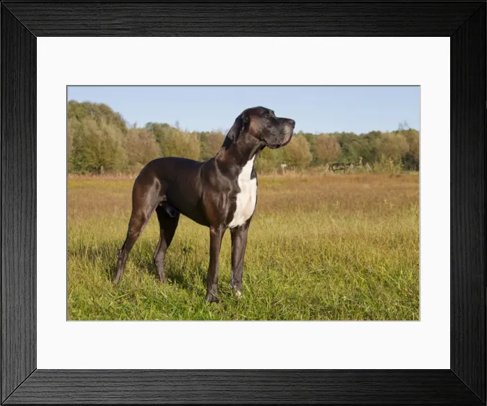 Framed Print : Picture No. 11982101 Framed Print : Picture No. 11982101