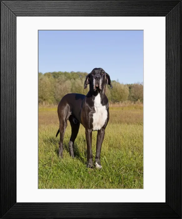 Framed Print : Picture No. 11982102 Framed Print : Picture No. 11982102