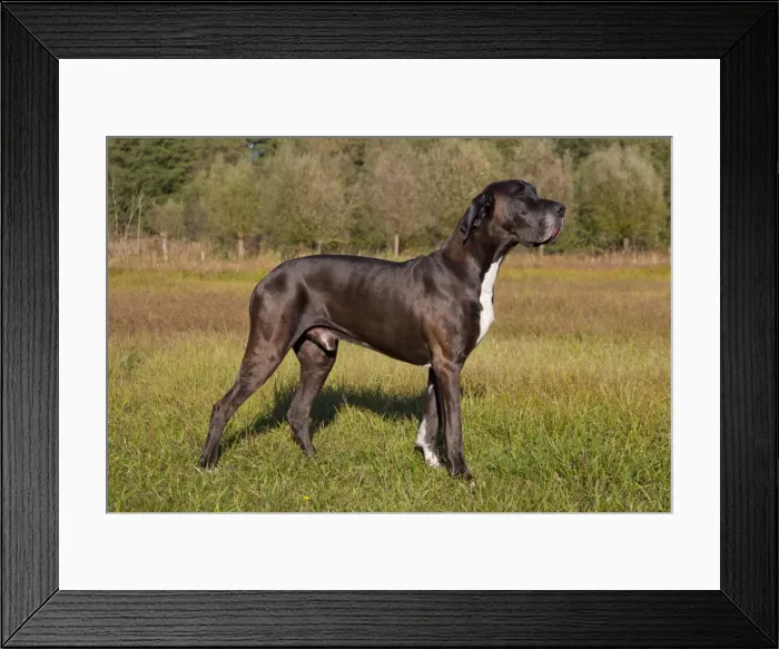 Framed Print : Picture No. 11982103 Framed Print : Picture No. 11982103