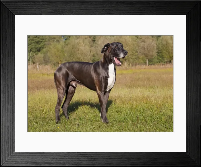 Framed Print : Picture No. 11982104 Framed Print : Picture No. 11982104