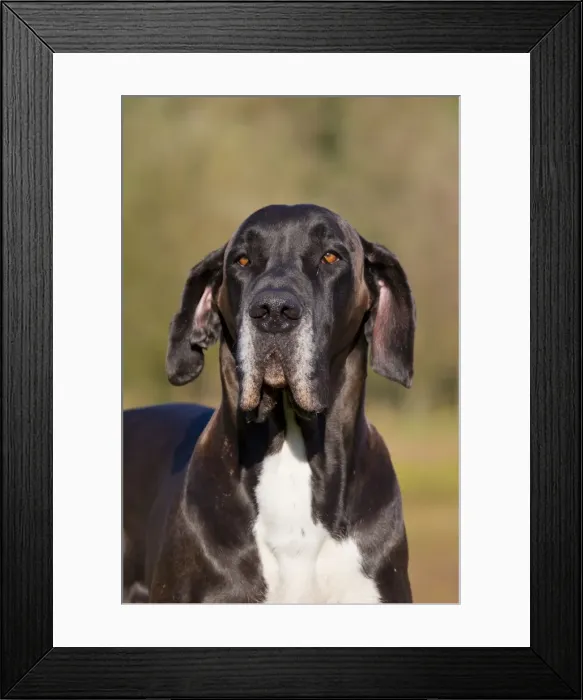 Framed Print : Picture No. 11982105 Framed Print : Picture No. 11982105