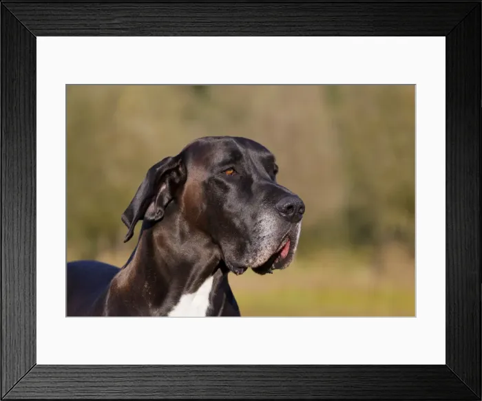 Framed Print : Picture No. 11982106 Framed Print : Picture No. 11982106