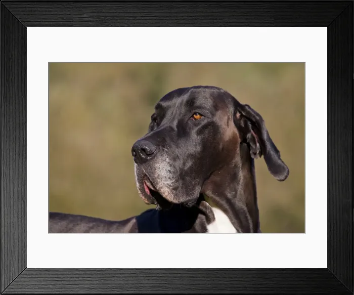 Framed Print : Picture No. 11982107 Framed Print : Picture No. 11982107