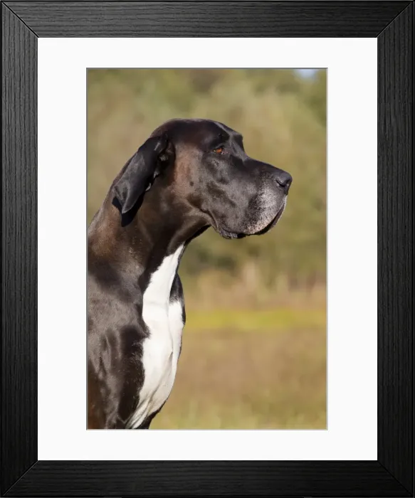 Framed Print : Picture No. 11982108