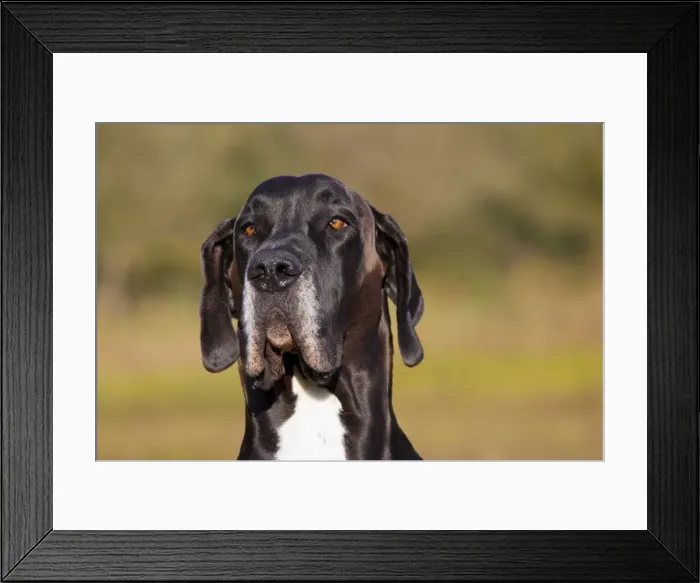 Framed Print : Picture No. 11982109 Framed Print : Picture No. 11982109