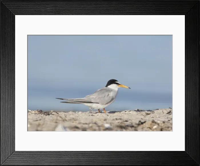 Framed Print : Picture No. 11982126 Framed Print : Picture No. 11982126