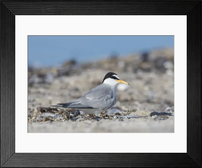 Framed Print : Picture No. 11982127 Framed Print : Picture No. 11982127