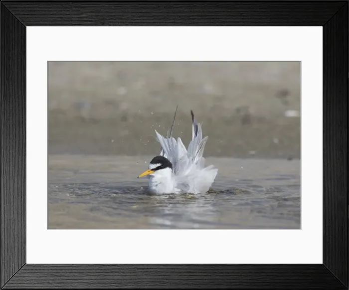 Framed Print : Picture No. 11982128 Framed Print : Picture No. 11982128