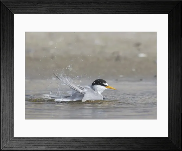 Framed Print : Picture No. 11982129 Framed Print : Picture No. 11982129