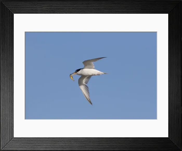 Framed Print : Picture No. 11982131 Framed Print : Picture No. 11982131