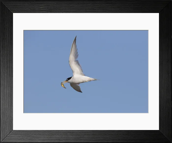 Framed Print : Picture No. 11982132 Framed Print : Picture No. 11982132