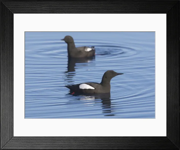 Framed Print : Picture No. 11982141 Framed Print : Picture No. 11982141