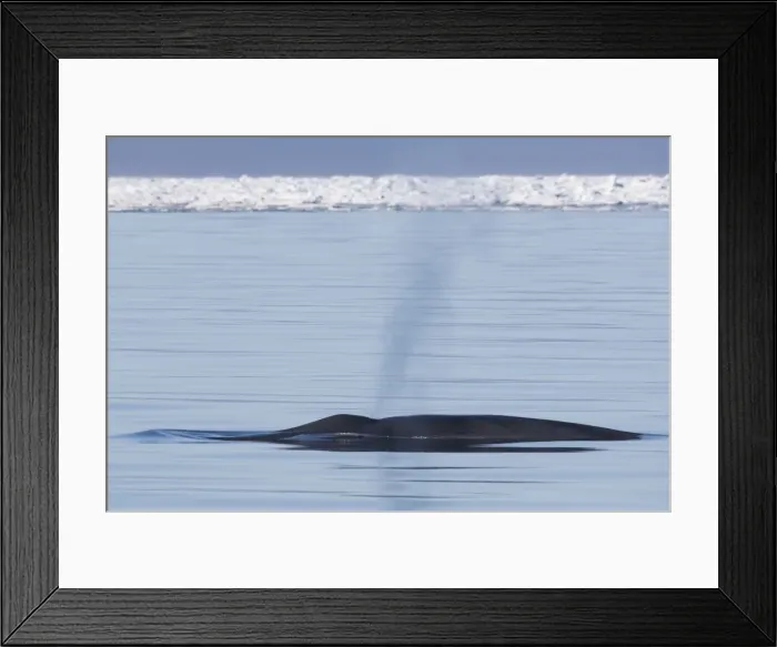 Framed Print : Picture No. 11982142 Framed Print : Picture No. 11982142
