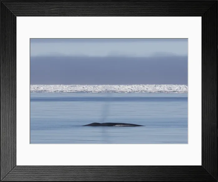 Framed Print : Picture No. 11982143 Framed Print : Picture No. 11982143