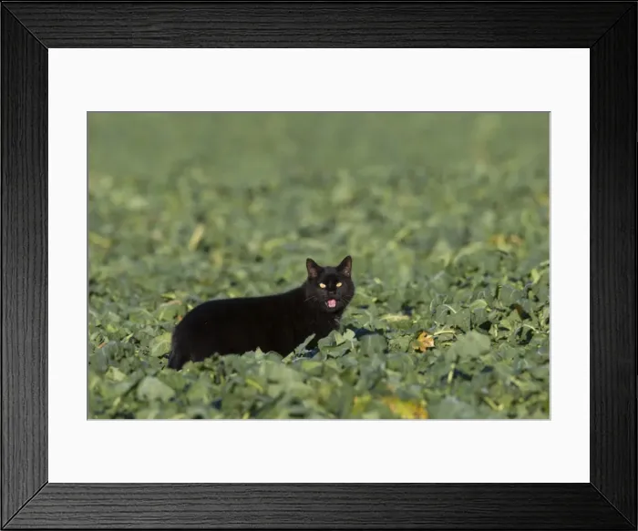 Framed Print : Picture No. 11982145 Framed Print : Picture No. 11982145
