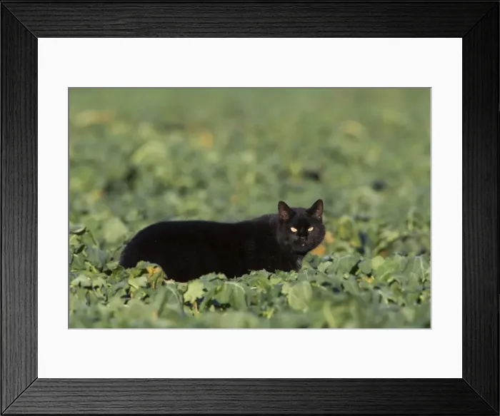 Framed Print : Picture No. 11982146 Framed Print : Picture No. 11982146