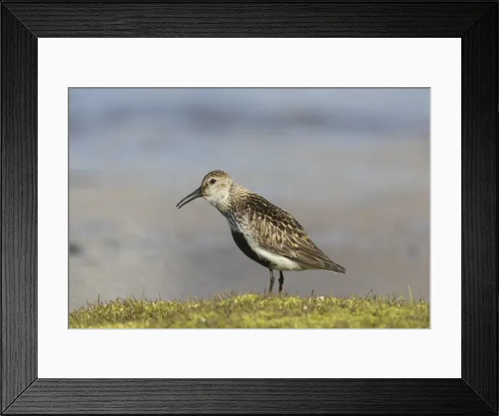 Framed Print : Picture No. 11982147 Framed Print : Picture No. 11982147