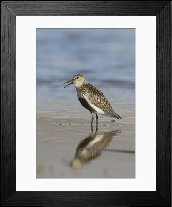 Framed Print : Picture No. 11982148 Framed Print : Picture No. 11982148