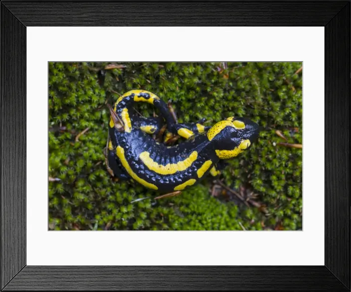 Framed Print : Picture No. 11982150