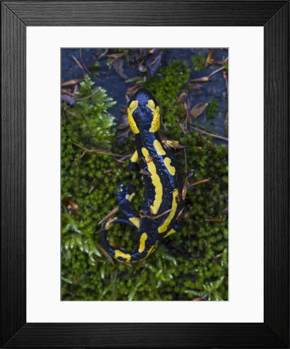 Framed Print : Picture No. 11982151 Framed Print : Picture No. 11982151