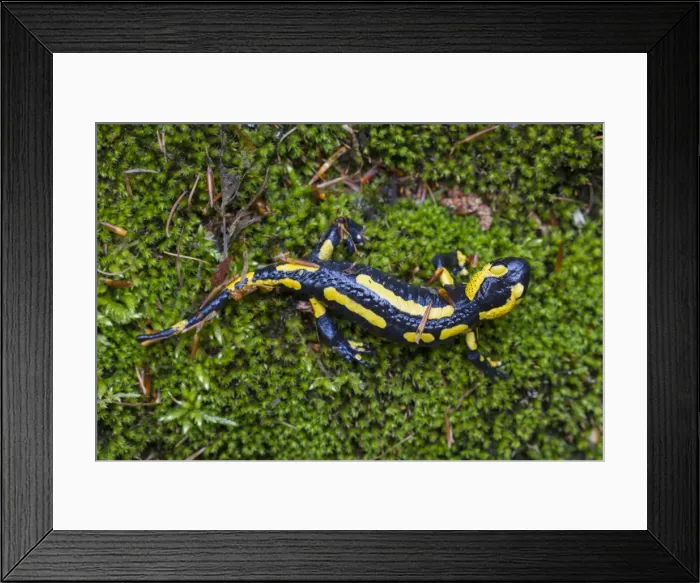 Framed Print : Picture No. 11982152