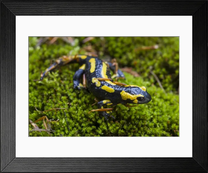 Framed Print : Picture No. 11982153 Framed Print : Picture No. 11982153