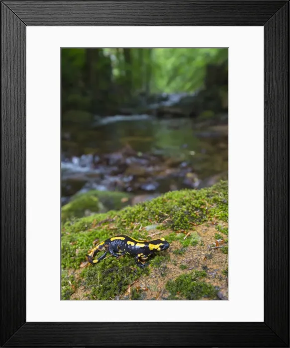 Framed Print : Picture No. 11982154
