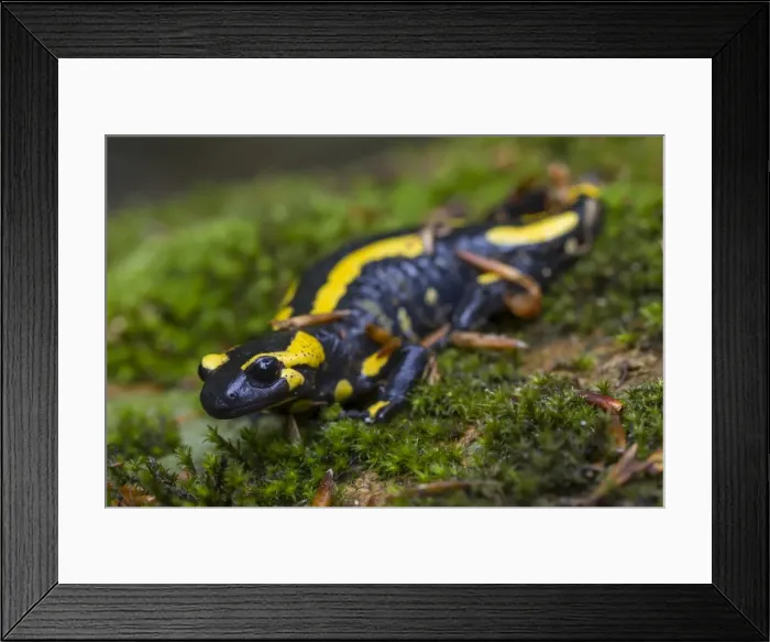 Framed Print : Picture No. 11982155 Framed Print : Picture No. 11982155