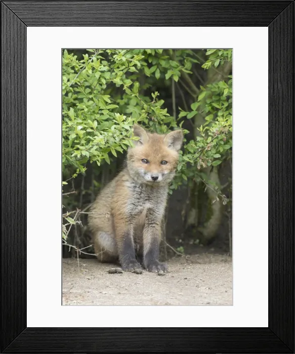 Framed Print : Picture No. 11982166 Framed Print : Picture No. 11982166