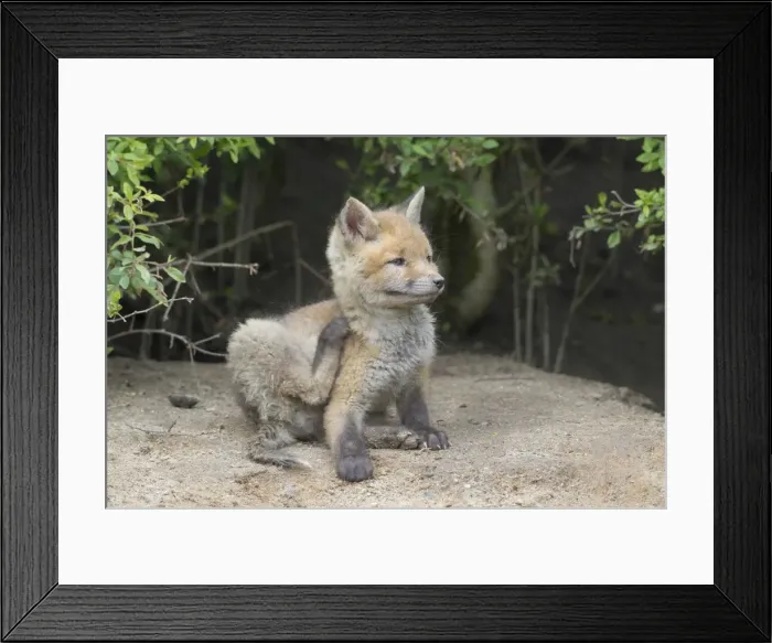 Framed Print : Picture No. 11982167