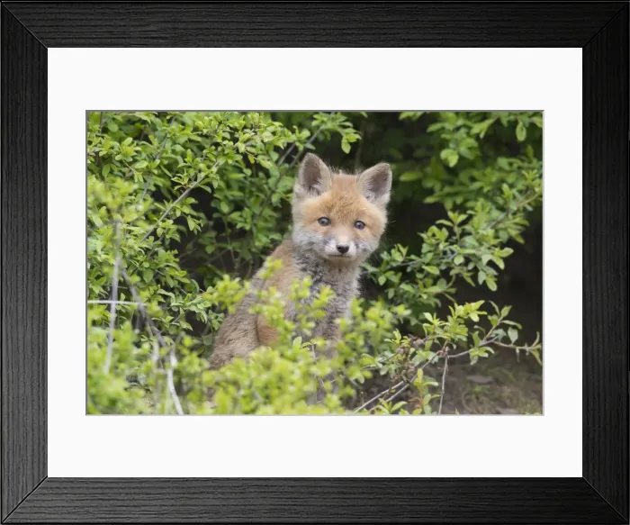 Framed Print : Picture No. 11982168 Framed Print : Picture No. 11982168