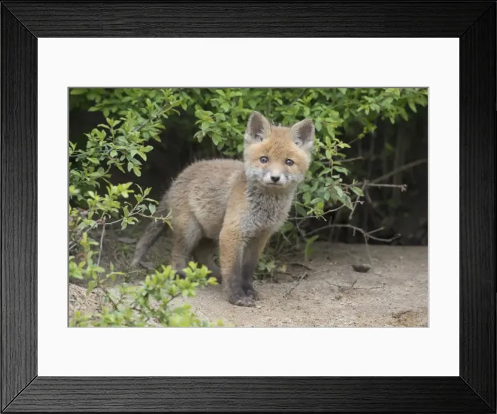 Framed Print : Picture No. 11982169 Framed Print : Picture No. 11982169