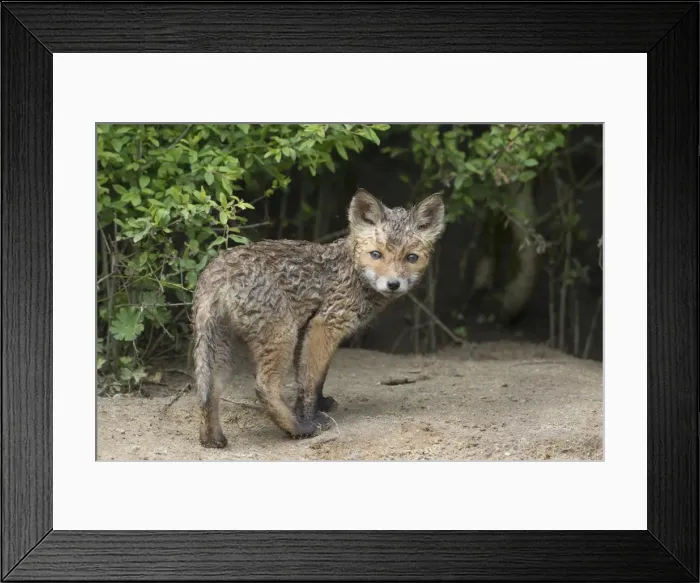 Framed Print : Picture No. 11982170
