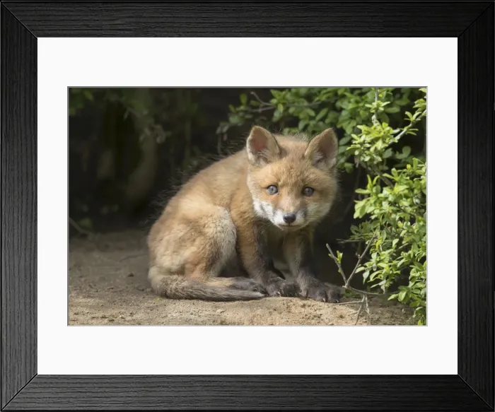 Framed Print : Picture No. 11982171