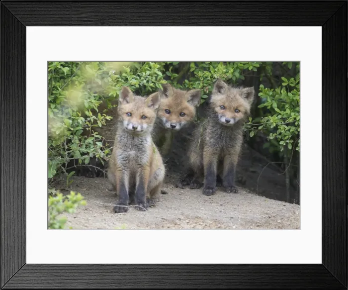 Framed Print : Picture No. 11982172 Framed Print : Picture No. 11982172