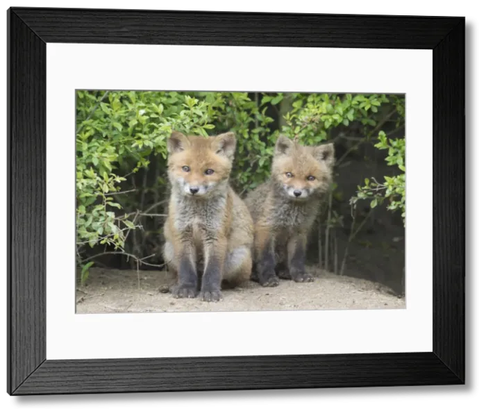 Framed Print : Picture No. 11982173 Framed Print : Picture No. 11982173