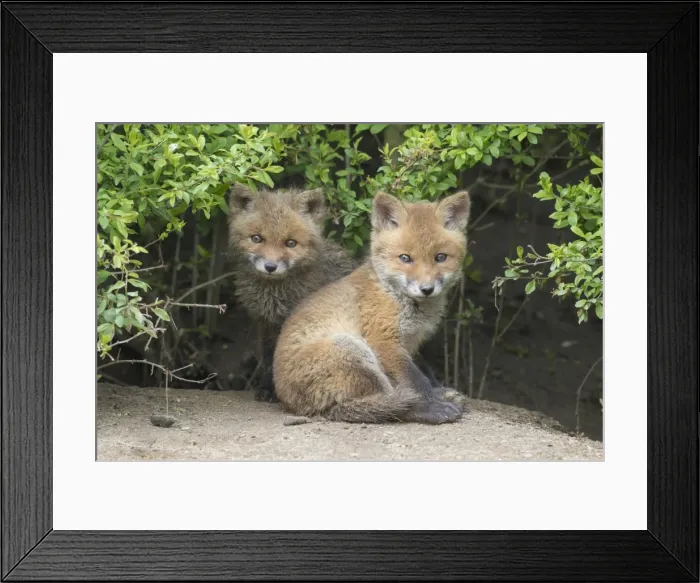 Framed Print : Picture No. 11982174 Framed Print : Picture No. 11982174