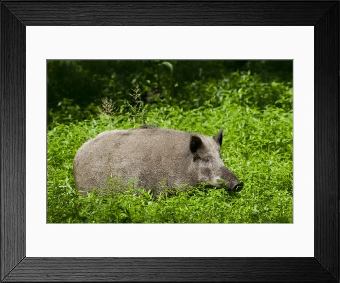 Framed Print : Picture No. 11982176 Framed Print : Picture No. 11982176