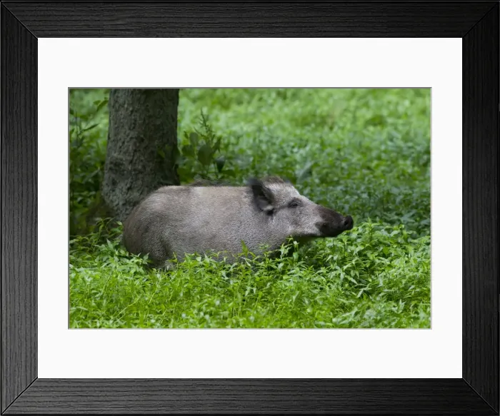Framed Print : Picture No. 11982177 Framed Print : Picture No. 11982177