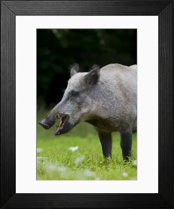 Framed Print : Picture No. 11982178 Framed Print : Picture No. 11982178