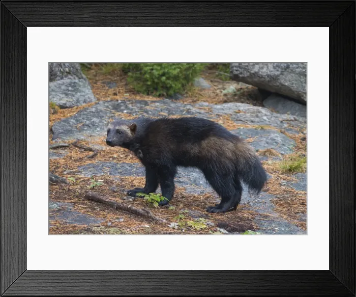 Framed Print : Picture No. 11982179