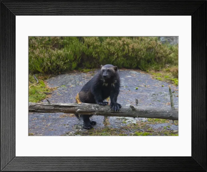 Framed Print : Picture No. 11982180 Framed Print : Picture No. 11982180