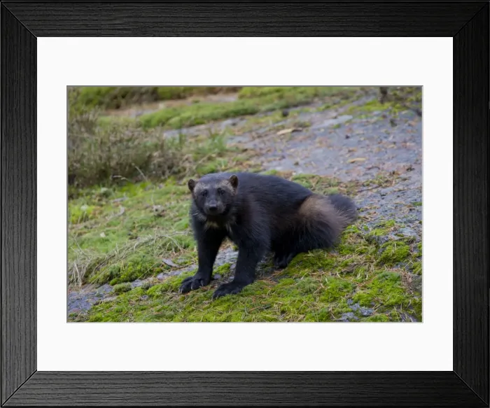 Framed Print : Picture No. 11982181 Framed Print : Picture No. 11982181