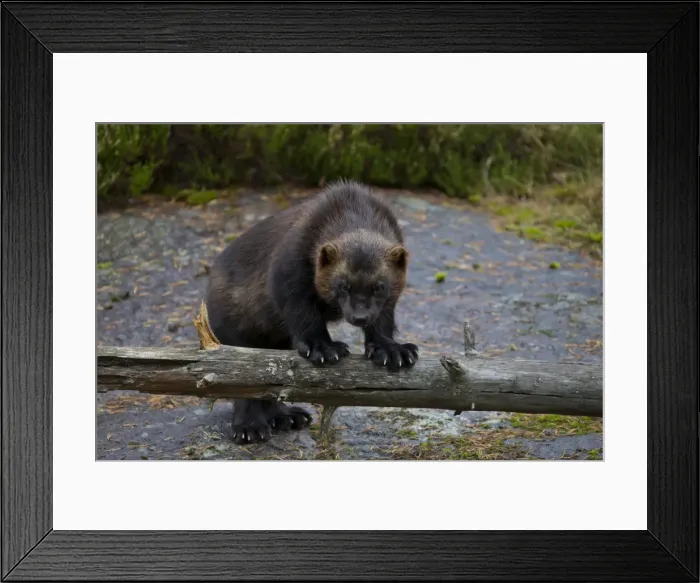 Framed Print : Picture No. 11982182 Framed Print : Picture No. 11982182