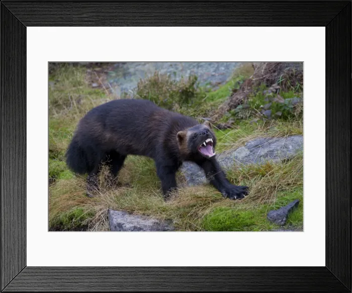 Framed Print : Picture No. 11982183 Framed Print : Picture No. 11982183
