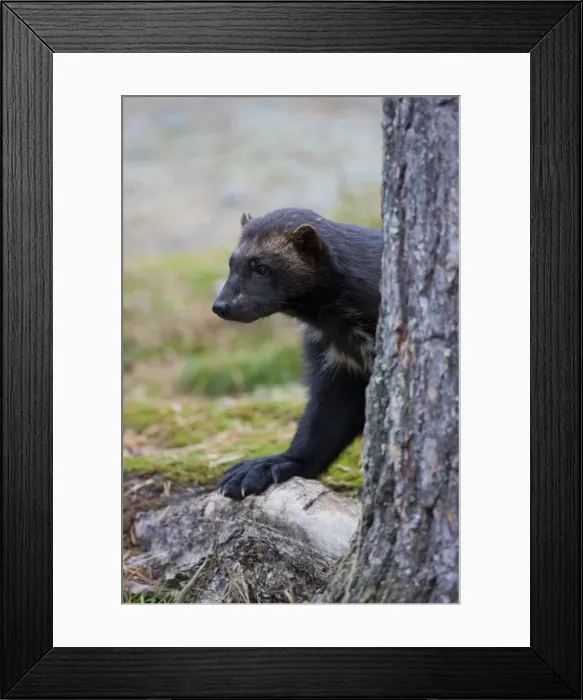 Framed Print : Picture No. 11982185