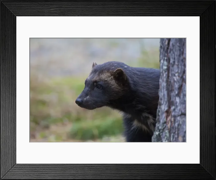 Framed Print : Picture No. 11982186 Framed Print : Picture No. 11982186