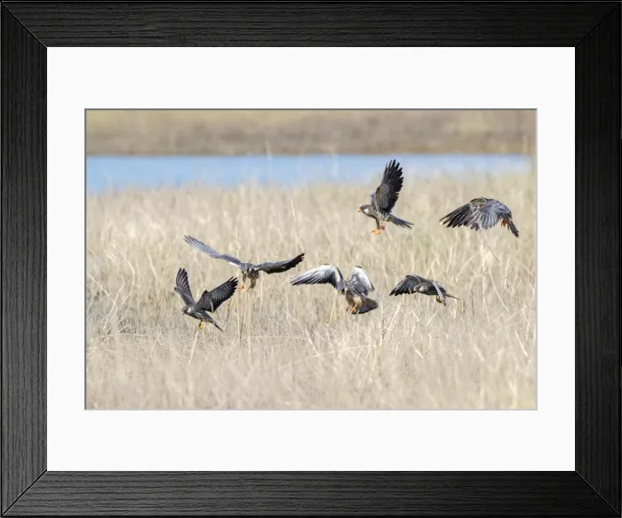 Framed Print : Picture No. 11981319