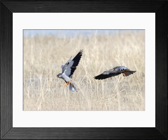 Framed Print : Picture No. 11981320 Framed Print : Picture No. 11981320