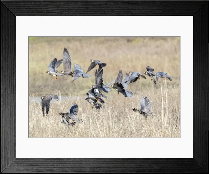 Framed Print : Picture No. 11981321 Framed Print : Picture No. 11981321